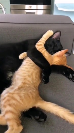 Advice from your cat - take a nap 😹 | Cat Fur Nature .co.uk