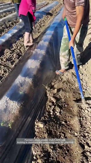 Securing Plastic Mulch Beds for Planting