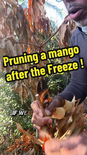 Pruning a mango after the freeze #mangotree #pruning #gardeningtips #andrethefarmer #frostdamage