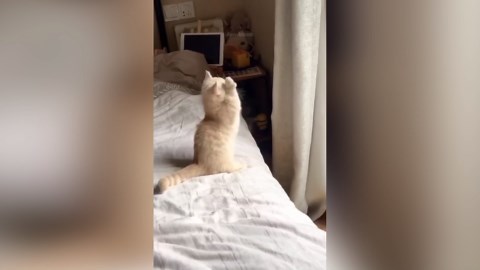 Funny Cat Faces: Expressions That Will Make You Laugh