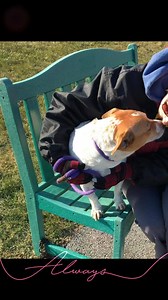 Humane Society of Lebanon County on Reels | Facebook