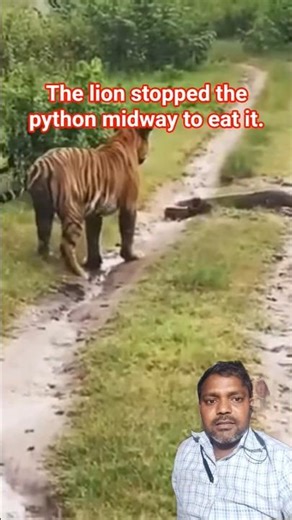 The lion stopped the python midway 🥱 #tiger #wildlife #animals #tigerspotted #trendingsort