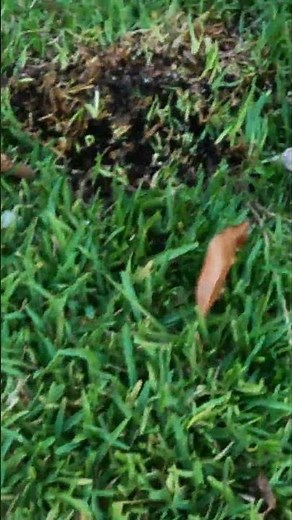 Check out this awesome legless Glass Lizard in Florida!