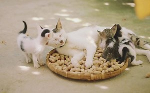 C  编程实践_15_带有静态成员变量的Cat类