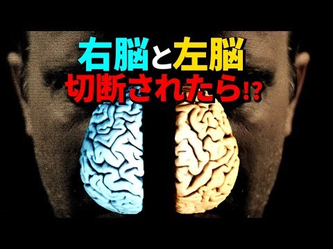 【分離脳】右脳と左脳の切断から生まれる奇妙な現象！「意識」の正体とは？