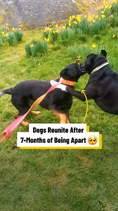 910K views · 41K reactions | Dogs reunite after 7-months of being apart 梁 | Lovimals | Facebook
