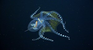 The Glass Octopus is See-Through and Spectacular