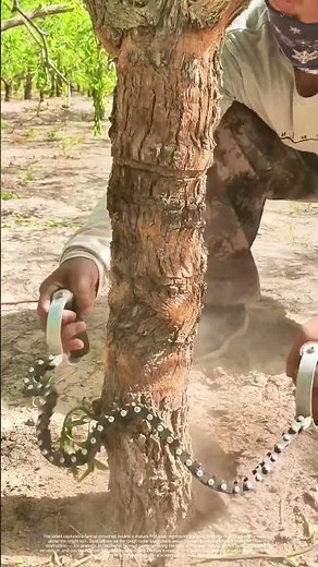 Peeling Back the Bark: Why Farmers Scrape Trees to Save Their Harvest