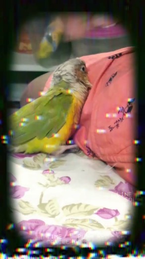 cuddling conure bird #phonk #anime #song #conure #birds #instagood #funtime #birds