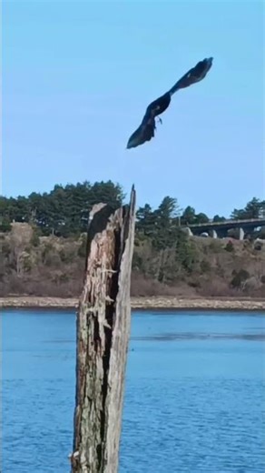slow motion flying crow. #shorts