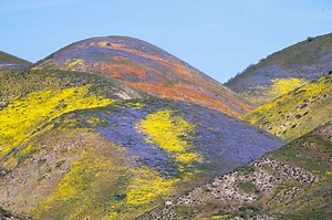 Where to see the California superbloom — if it happens