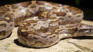 Download Detailed view of a patterned snake on a textured surface for free