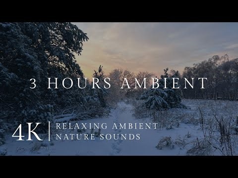 3 Hours Winter Forest Ambient (Seamless Loop) | Calm Wind, Soft Birds & Relaxing Music