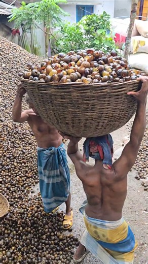 How lime is made from snails/shells
