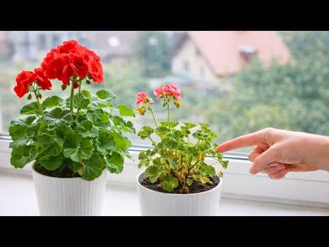 The secret to making old geraniums bloom again