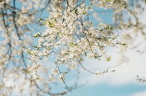 Saisons astronomiques et saisons météorologiques : quelles sont les différences ?