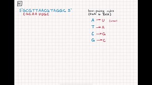 Using the DNA strand shown here as a template, what will be the sequence of the RNA transcript? promoter 5^' G C G T T A A C G T A G G C 3^' 3^' ? ? ? ? ? ? ? ? ? ? ? ? ? G 5^' a) 5^' GCGUUAACGUAGGC 3^' b) 5^' CGGAUGCAAUUGCG 3^' c) 5^' CGCAAUUGCAUCCG 3^' d) 5^' GCCUACGUUAACGC 3^' | Numerade