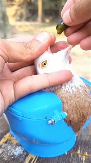 Helping a Sick Bird Recover | Gentle Treatment & Care 🕊️❤️