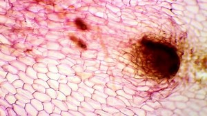 Slice Fern Prothallus Under Microscope Fern Stock Footage Video (100% Royalty-free) 8895694 | Shutterstock