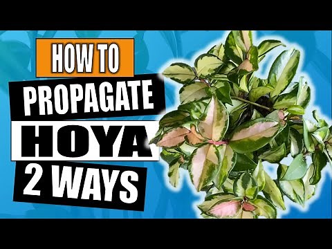Hoya: How To Propagate in Water and Soil