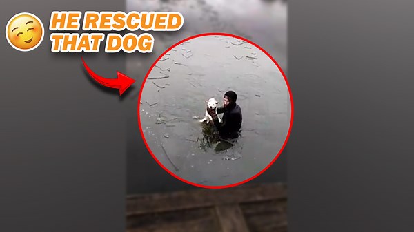 Incredible Animal Rescue Caught on Cam – Heartwarming Moment! 🐾❤️