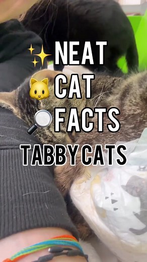 What kind of tabby do you have? 🐱 #tabbycats #tabbies #tabbycat #neatcatfact #catfacts #facts #neatcatfacts #creatorsearchinsights #themoreyouknow #interestingfacts #interestingcat #tabbycoatpatterns