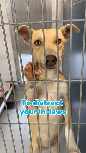 This rainy season calls for adopting a pet!☔️🐾 There are many reasons to adopt, but some reasons are more important than others.💕 Visit the Fresno Animal Center for fee-waived adoptions. All adoptions include spay/neuter, first vaccines, microchip, and flea/tick treatment.🐶🐱 City of Fresno, California *We don’t own the rights to the music used in this video.* #adoptabledogs #rescuedogs #rescuecats #adoptdontshop | Fresno Animal Center