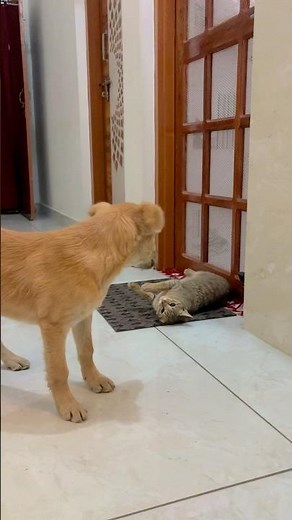 🤣🧿 #viralvideo #cat #dog #trending #shortvideo #youtubeshorts