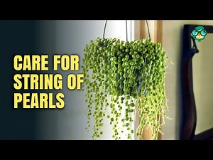 How to Care for String of Pearls || Propagating String of Pearls || String of Pearls Care Tips !!