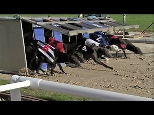 Greyhound race - Track racing