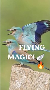 🪽 FLYING MAGIC! 🔥 | Beautiful Birds in Flight 4K | Amazing Bird Moments #Shorts