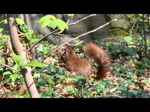European red squirrel (Sciurus vulgaris) @The Hague Forest - 2026-04-08