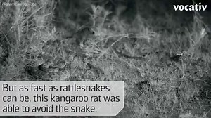 205K views · 201 shares | Slow motion footage of rattlesnakes is helping scientists understand evolution. | Vocativ | Facebook