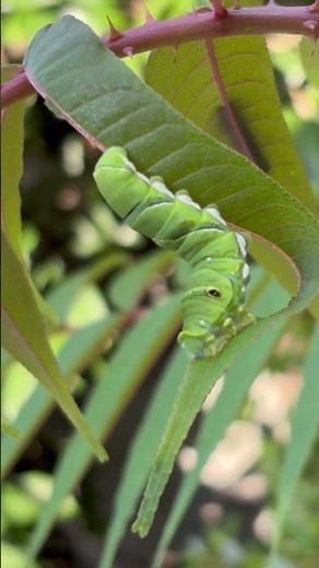 無心に葉っぱを食べる姿が切ない…。寄生されていたアゲハの幼虫🐛💔 #アゲハチョウ #芋虫 #イモムシ #幼虫 #ヤドリバエ #寄生 #自然の厳しさ #shorts #nature #macro