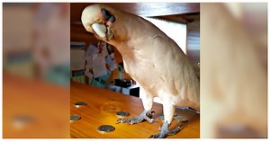 Cockatoo Wants To Go Outside But Mom Says No, Throws Epic Temper Tantrum