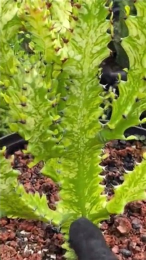 A Plant That LOOKS LIKE A CORAL? 🌊 Discover the Secret of this Euphorbia!