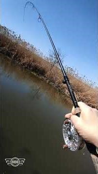 pin&carp #reels #centrepin #carp #carpfishing