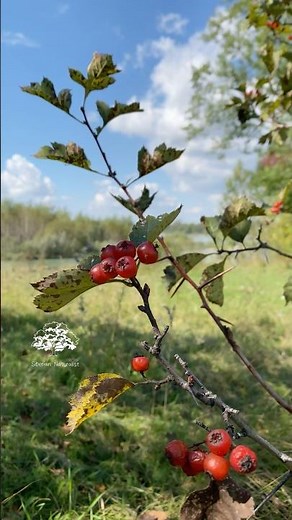 Videos from My Phone | Last Moments of Summer