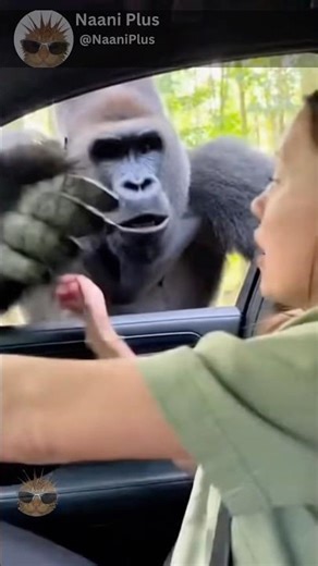 Gorilla Tries to Get Into Car for Safety 🦍😳
