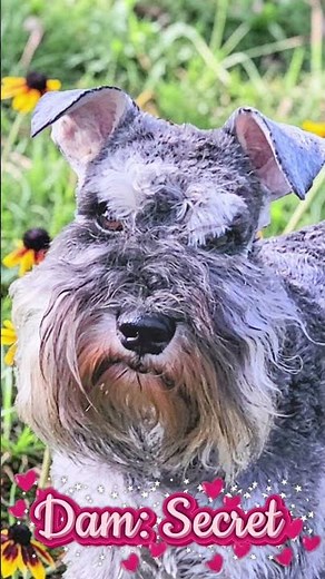 Miniature schnauzer puppies |A'Lord Miniature Schnauzer #miniatureschnauzerpuppies