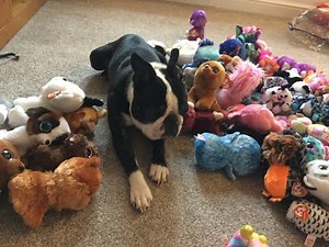 My Massive TY Beanie Boo Collection & Chat (over 100 Beanie Boos)