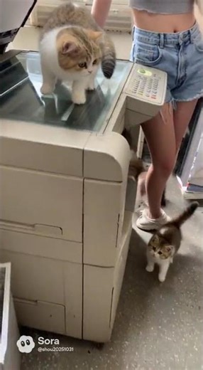 Kitten on Copy Machine Makes Copies of Itself