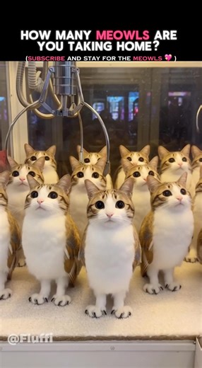 Meowl Claw machine 😍 #cats #funny