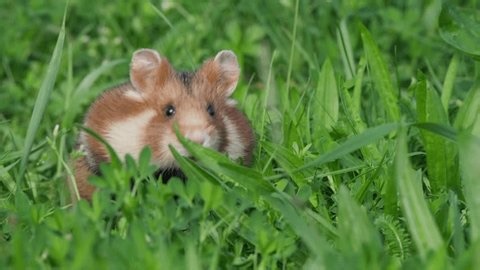 clip-4018975685-hamster-close-up-sniffing-air-while-standing-on