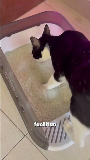 ¡Adiós Malos Olores! 👋 Descubre Cat´s Pride, la arena para gatos que tu hogar necesita 🐾