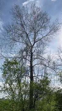 Vintage American Sycamore Tree in Pennsylvania