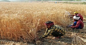 Video | Centre Approves MSP For 14 Crops, Says It Is 1.5 Times Cost Of Production