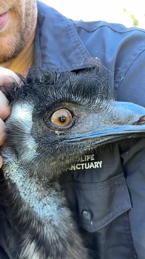 Meet Moo: The Adorable 6ft Baby Emu Bird