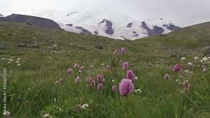 Flowers of Serpent grass (Seneca snakeroot, Bistorta carnea). Mountain valley with views of snow-capped ranges. Side Ridge of Caucasus (3000 m A.S.L), august. Corrie glacier background