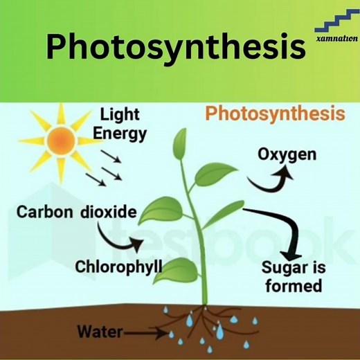 Photosynthesis process explained | Science Biology concept